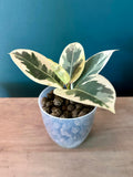 Ficus Elastica Tineke- 3.5" pot