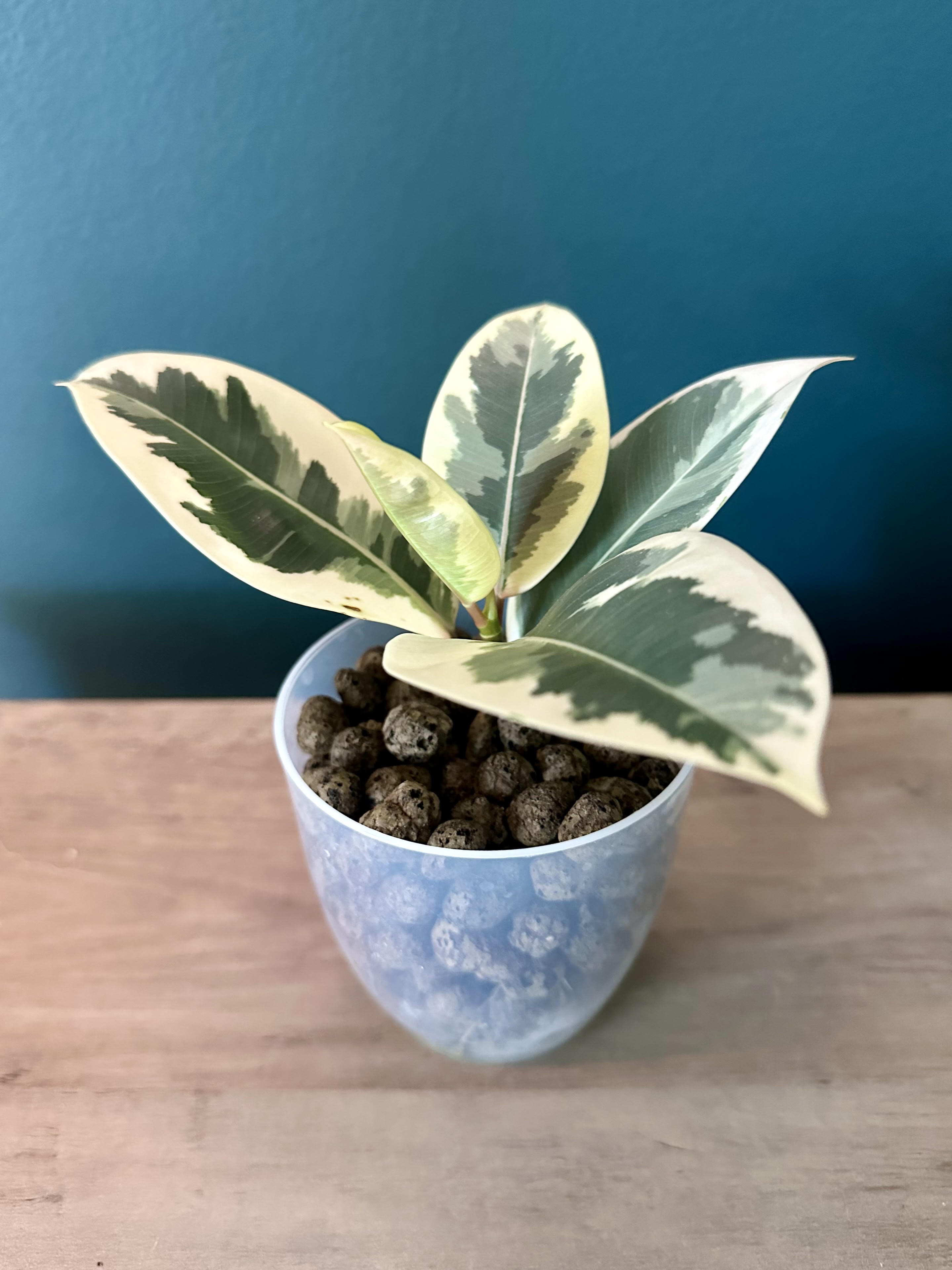 Ficus Elastica Tineke- 3.5" pot