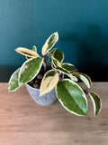 Hoya Carnosa Krimson Queen- 3.5"