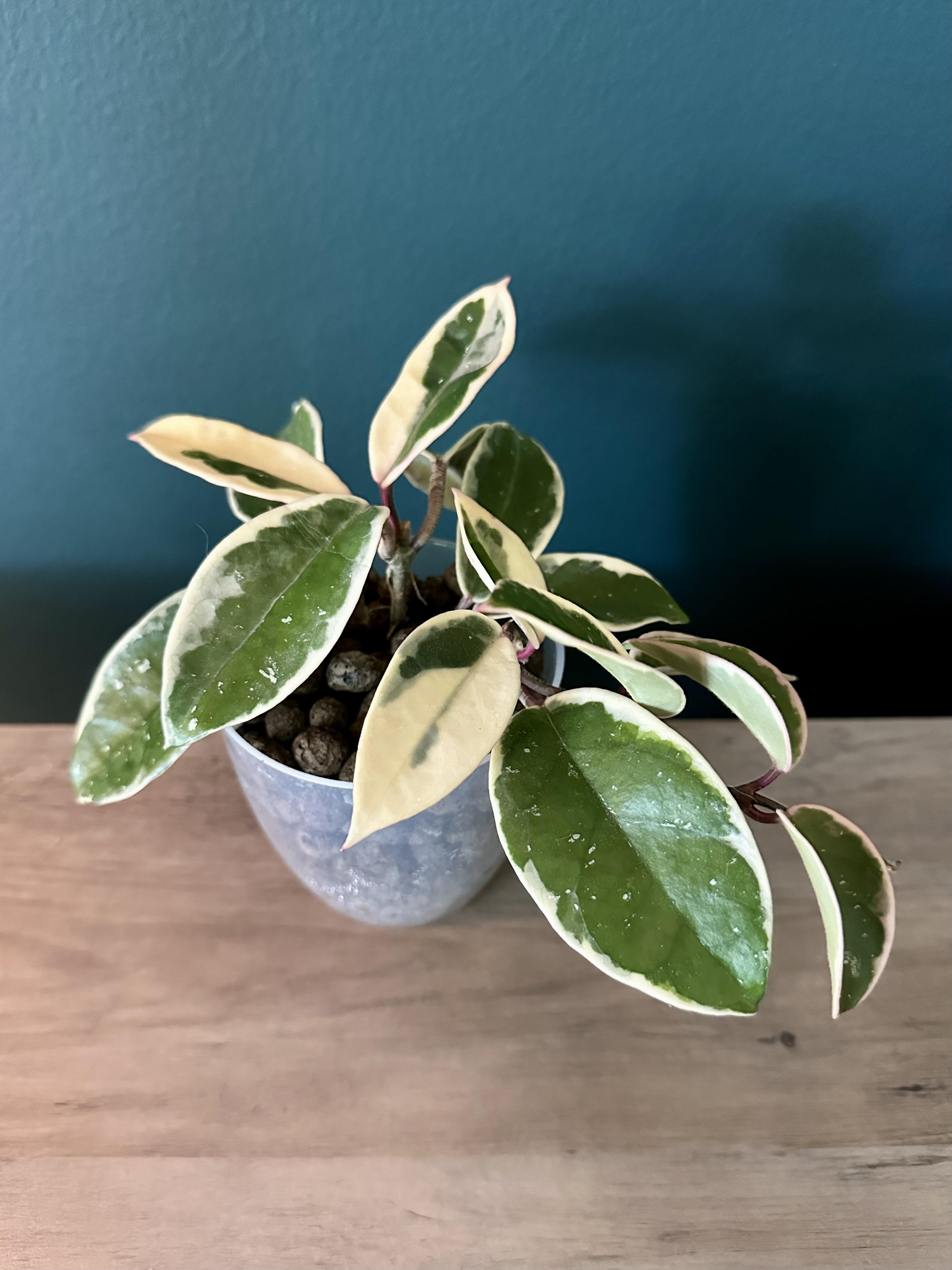 Hoya Carnosa Krimson Queen- 3.5"
