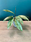 Hoya Pubicalyx Splash- 3.5" pot