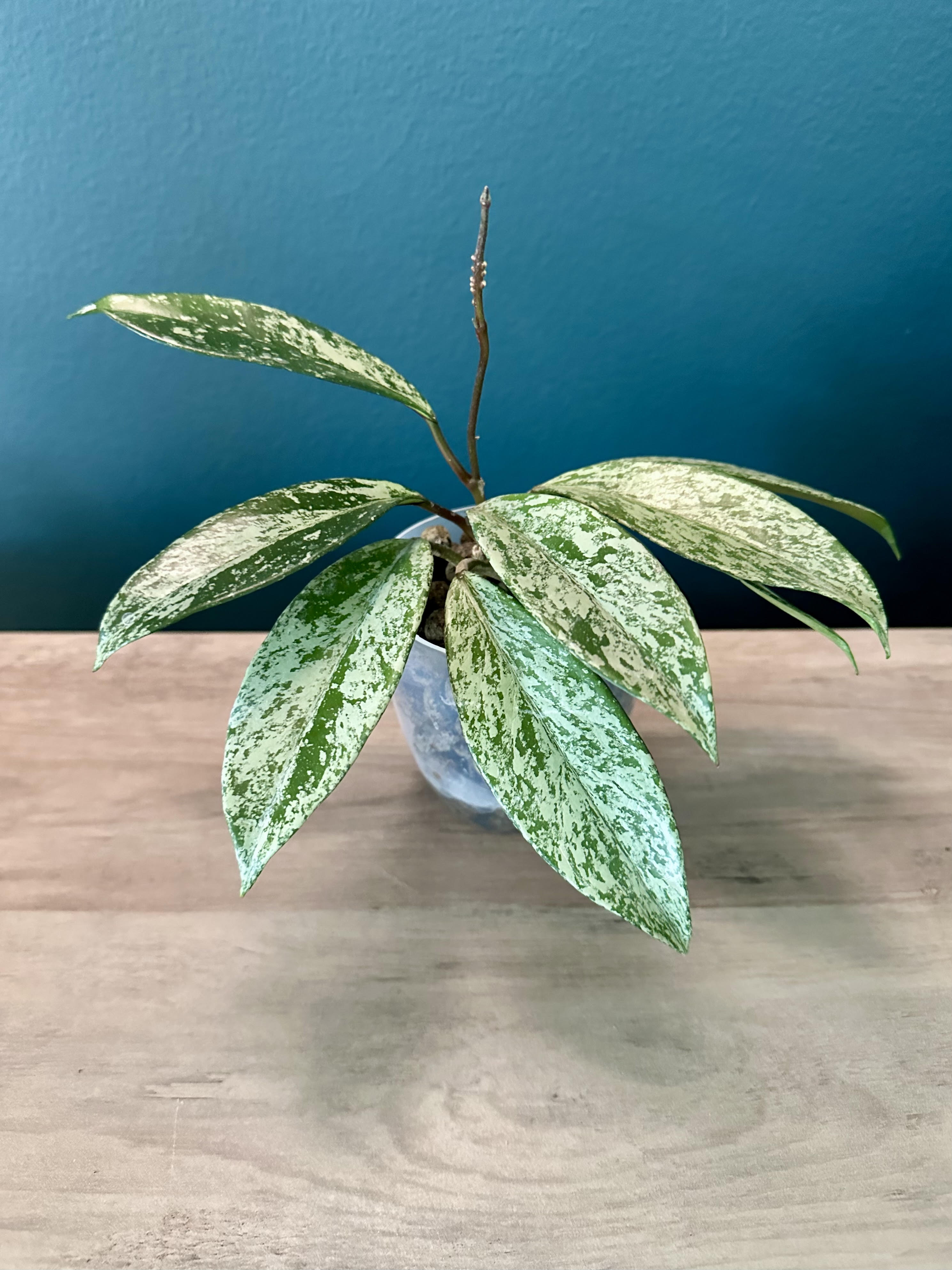 Hoya Pubicalyx Splash- 3.5" pot