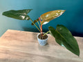 Philodendron Hybrid (Dark Lord x Corsinianum) - 3.5" pot
