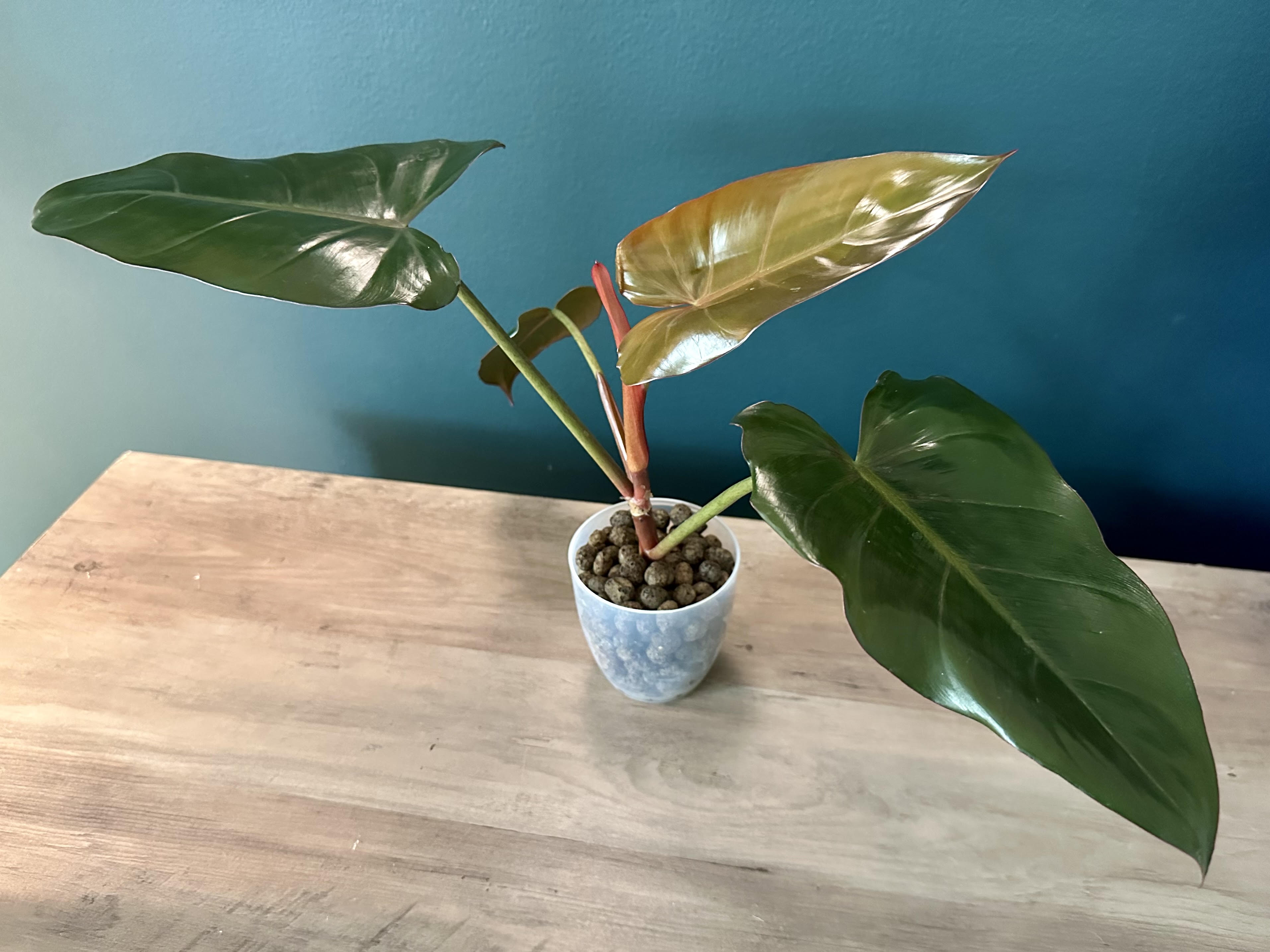 Philodendron Hybrid (Dark Lord x Corsinianum) - 3.5" pot