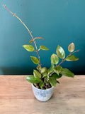 Hoya Sunrise- 3.5" pot