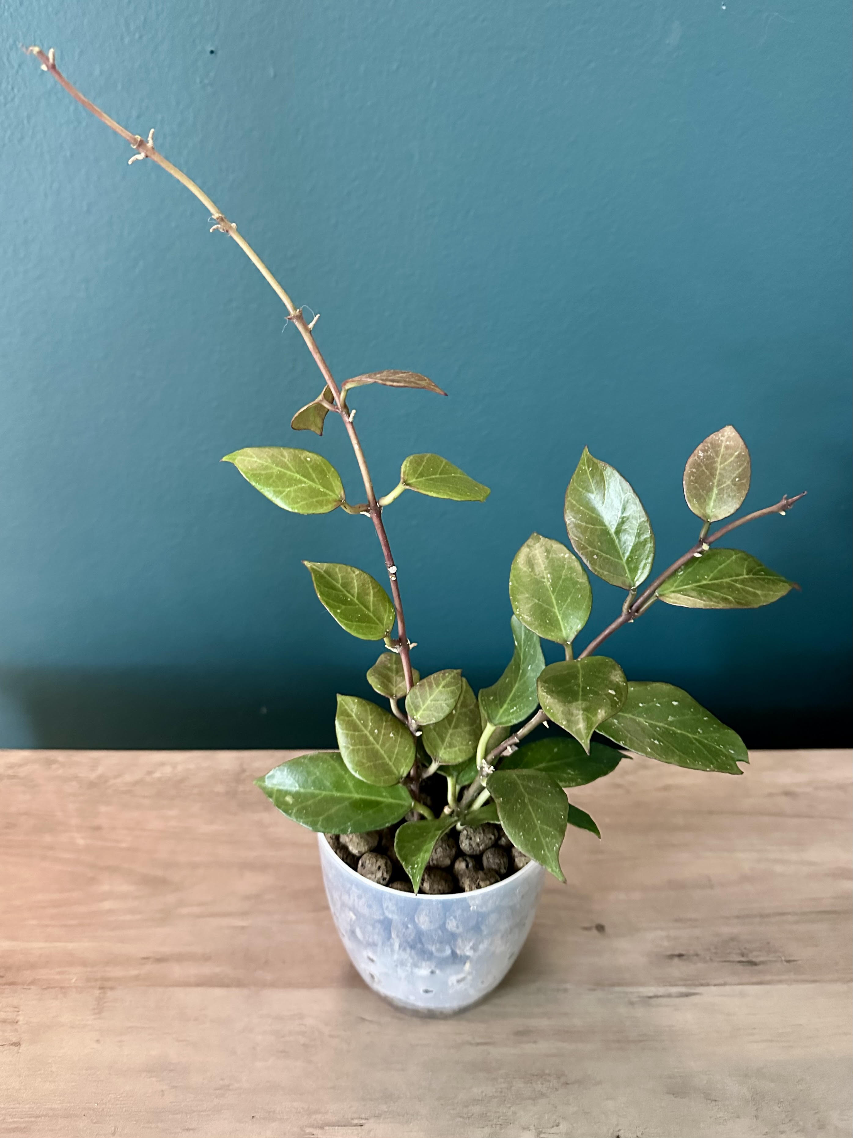 Hoya Sunrise- 3.5" pot