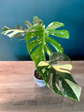 Monstera Thai Constellation - 4.4" pot