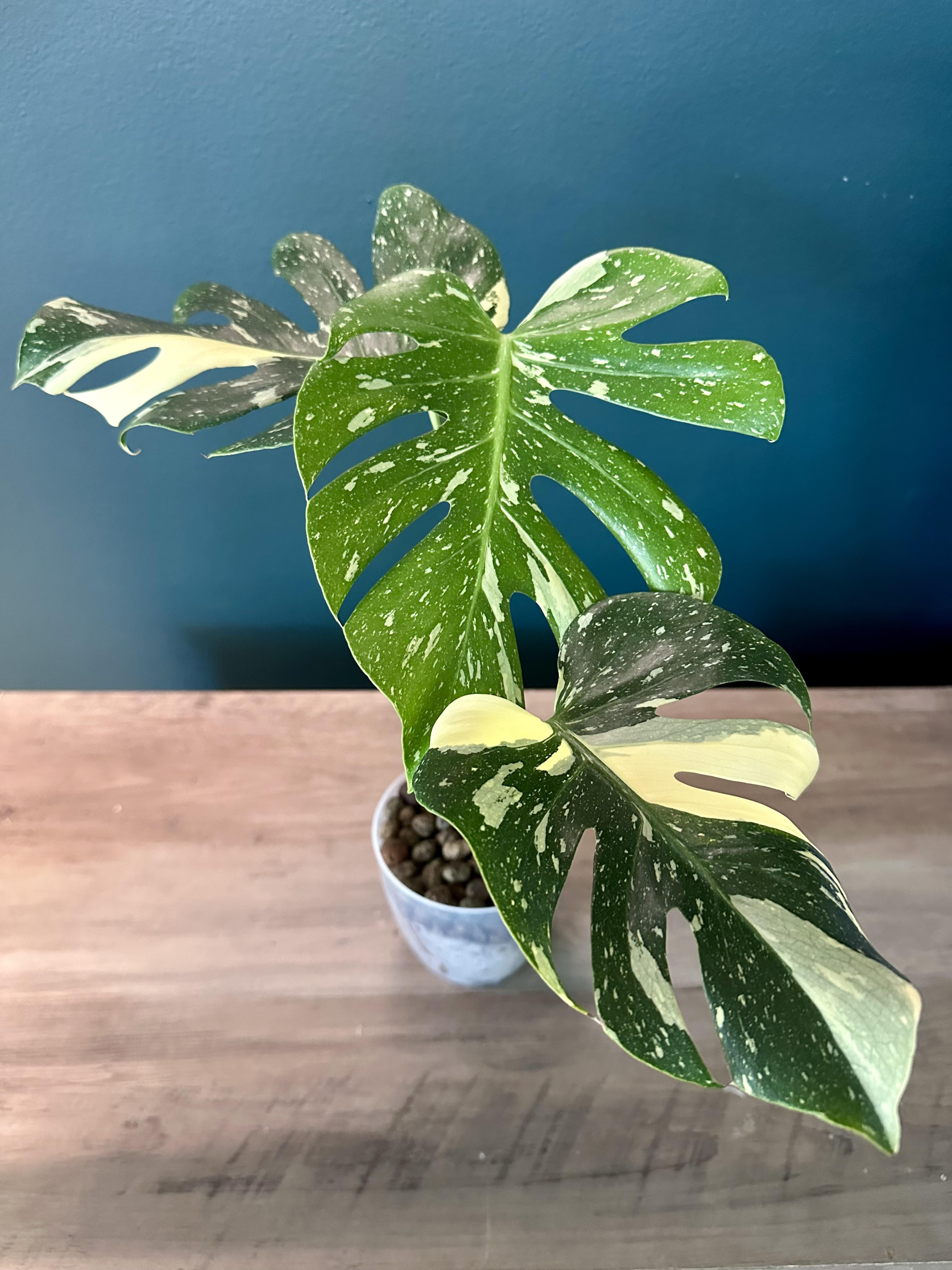 Monstera Thai Constellation - 4.4" pot