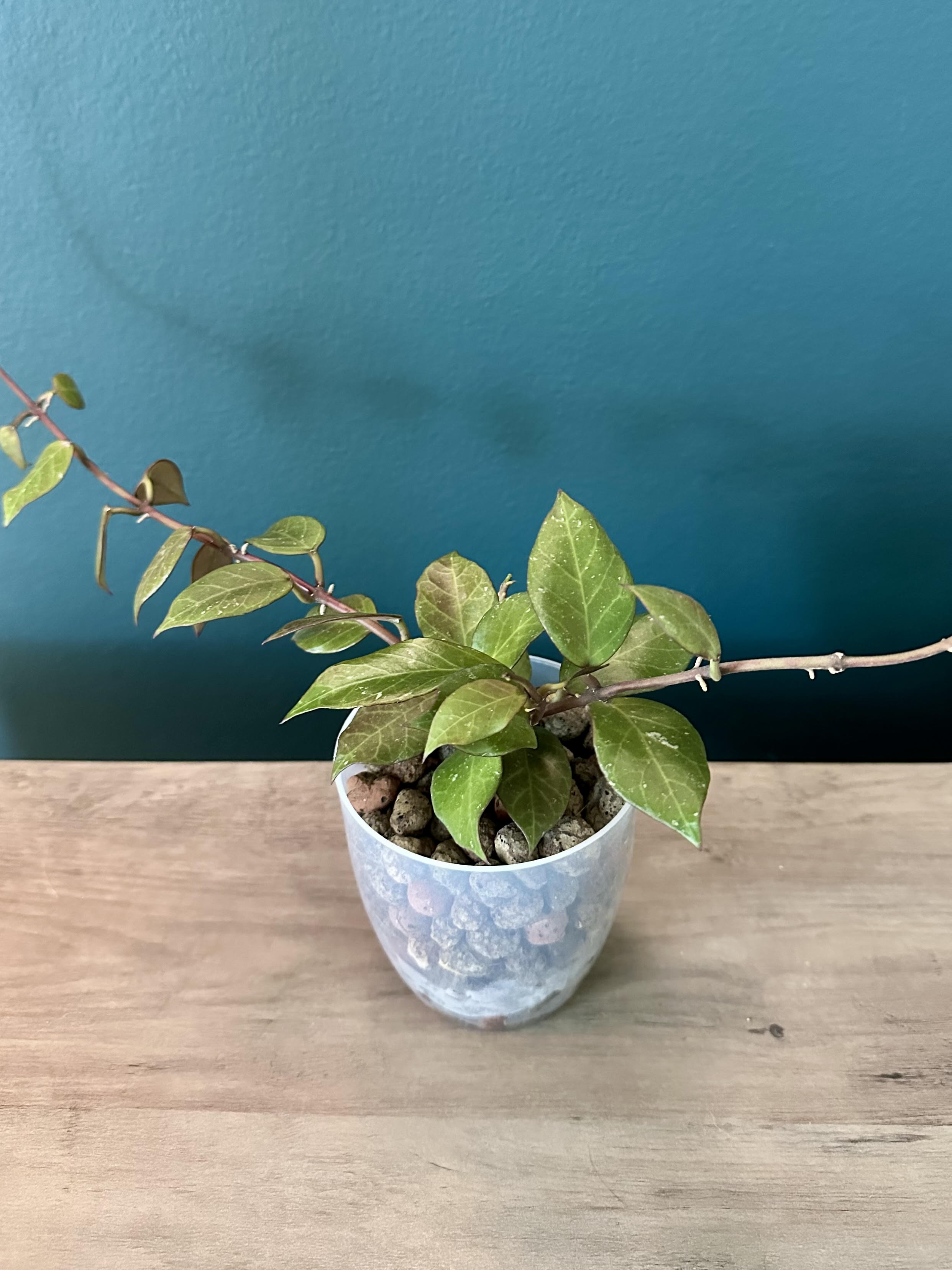 Hoya Sunrise- 3.5" pot