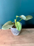 Philodendron Silver Sword - 3.5" pot