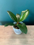 Ficus Elastica Tineke (Reverted)- 3.5" pot