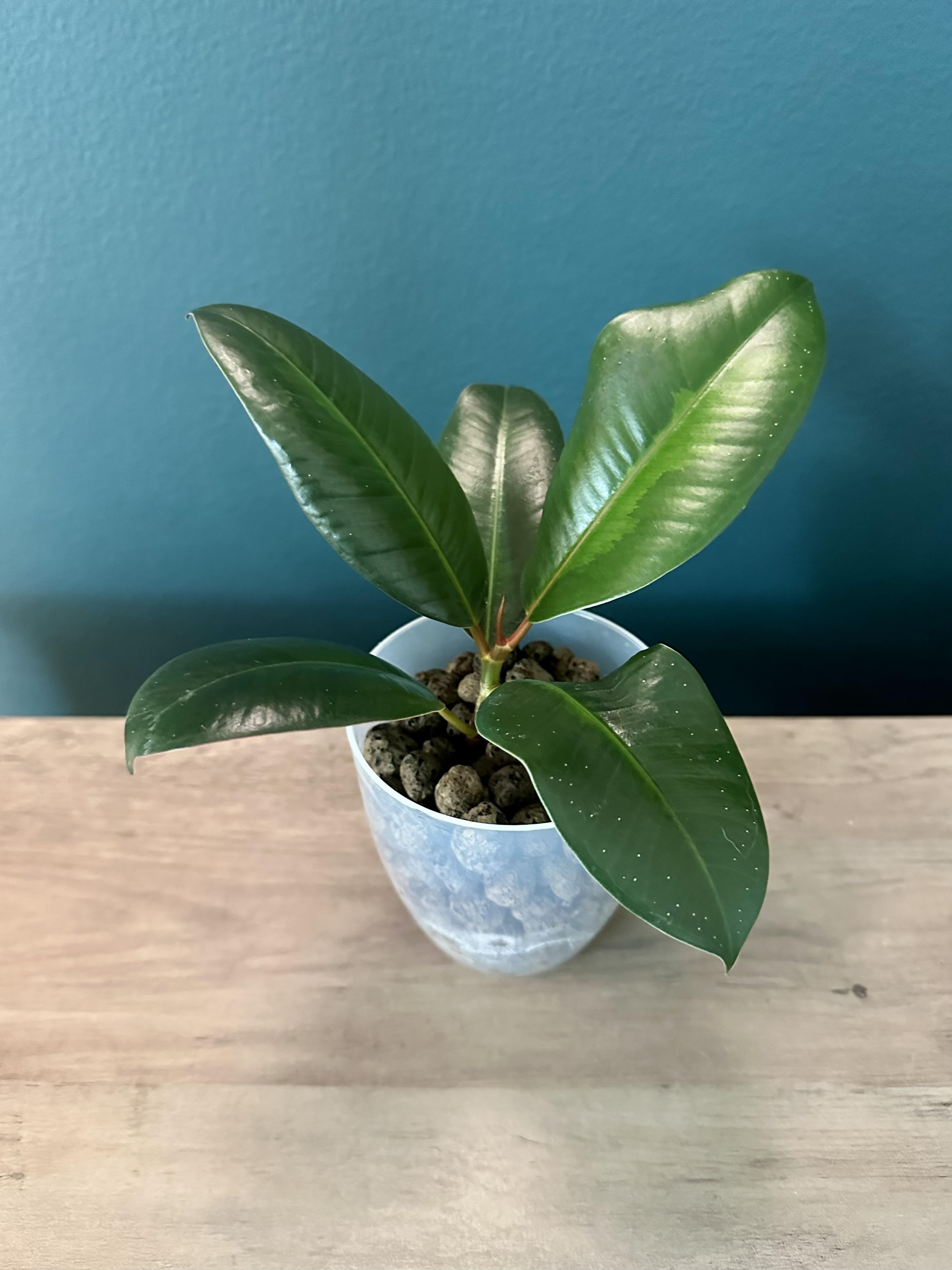 Ficus Elastica Tineke (Reverted)- 3.5" pot