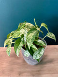 Epipremnum Pinnatum Marble- 3.5" pot