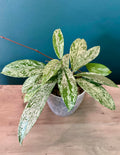 Hoya Pubicalyx Super Splash- 4.4" pot