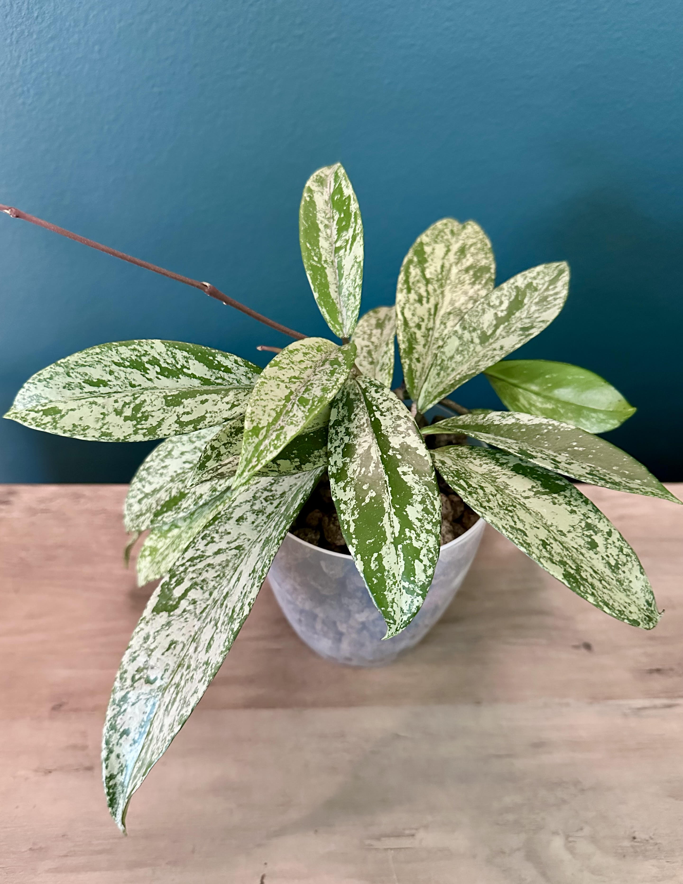 Hoya Pubicalyx Super Splash- 4.4" pot