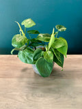 Philodendron Variegated Heartleaf - 3.5" pot