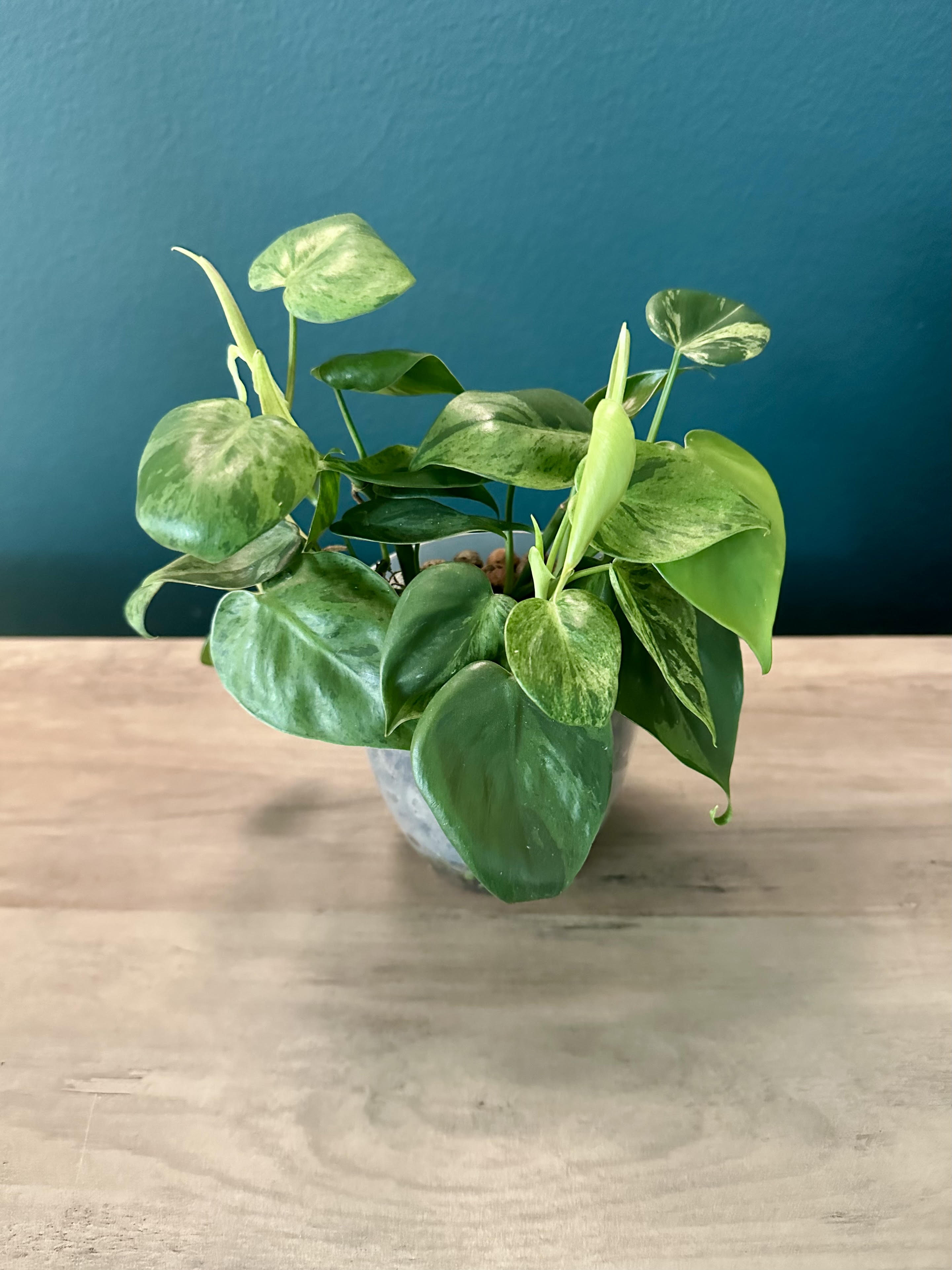 Philodendron Variegated Heartleaf - 3.5" pot