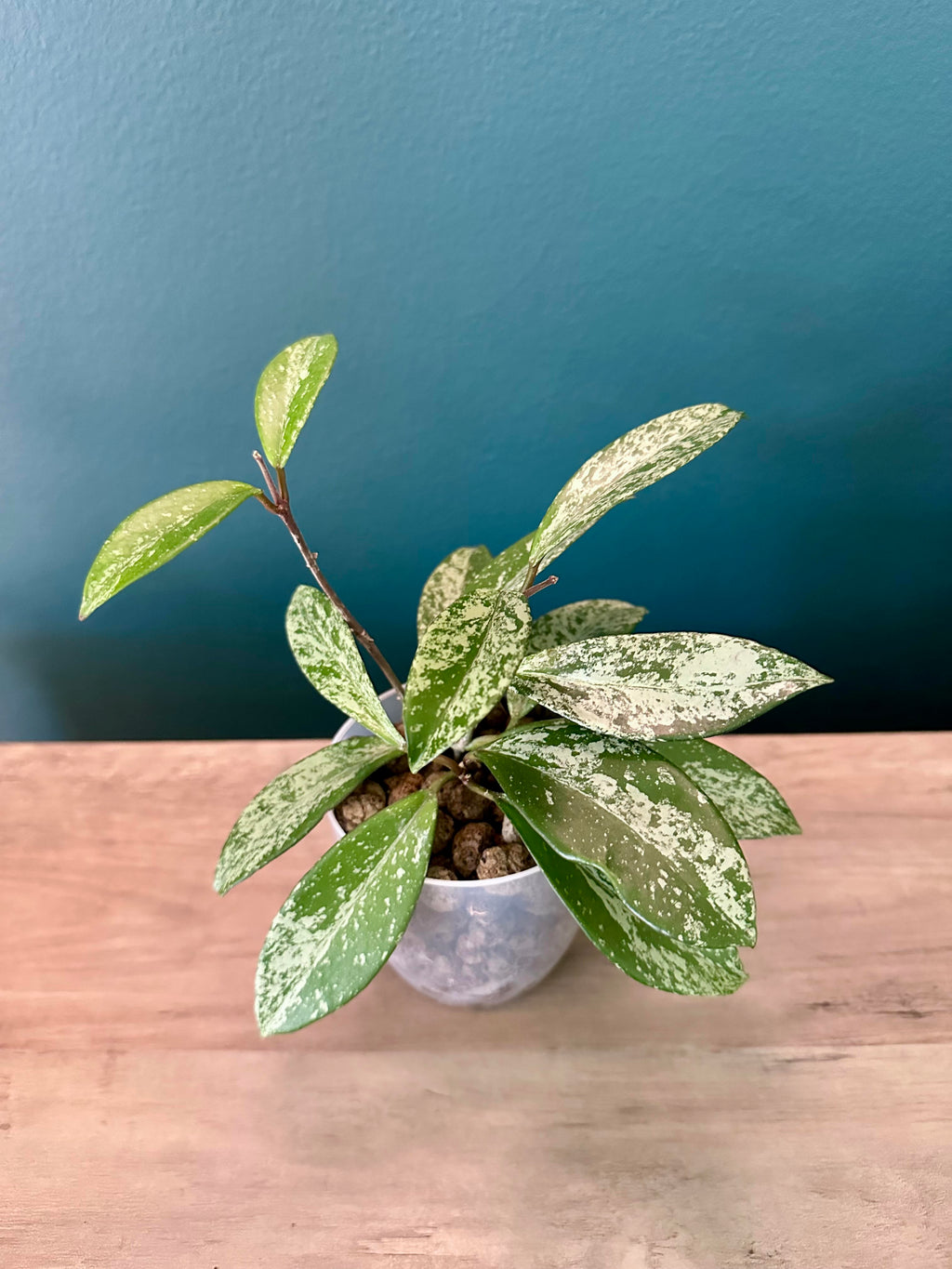 Variegated Plants Bundle