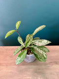 Hoya Pubicalyx Splash- 3.5" pot