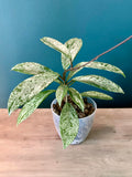 Hoya Pubicalyx Splash- 4.4" pot