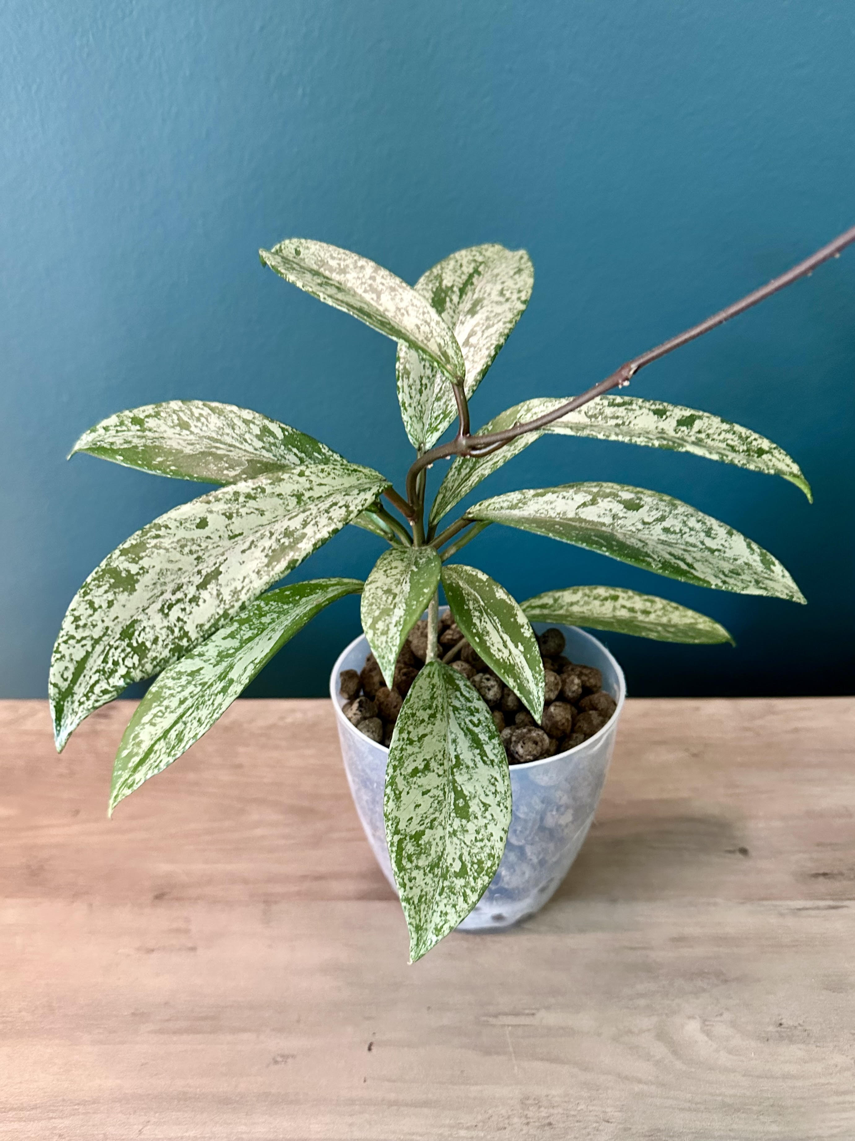 Hoya Pubicalyx Splash- 4.4" pot