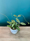 Hoya Crassipetiolata Super Splash- 3.5" pot