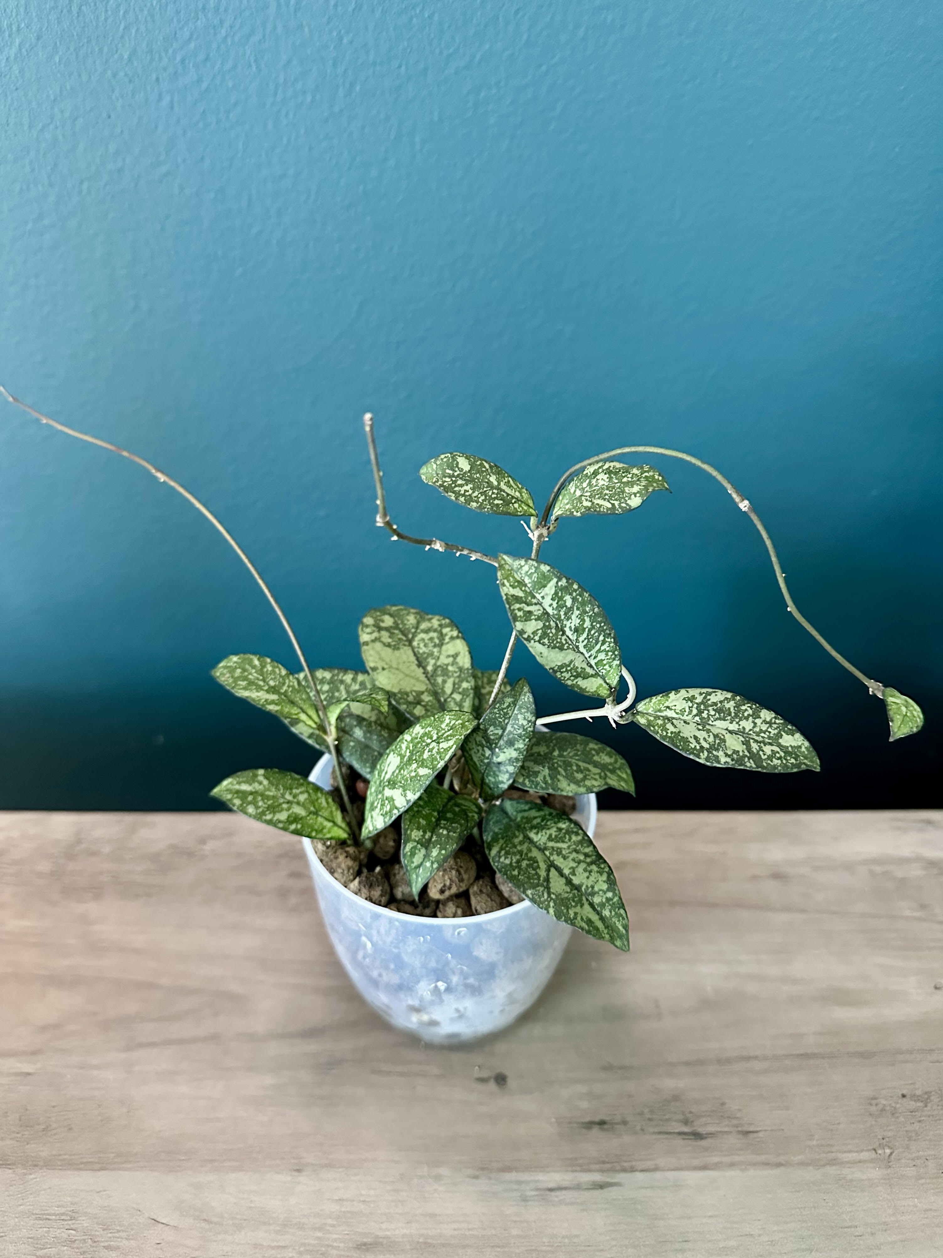 Hoya Crassipetiolata Super Splash- 3.5" pot