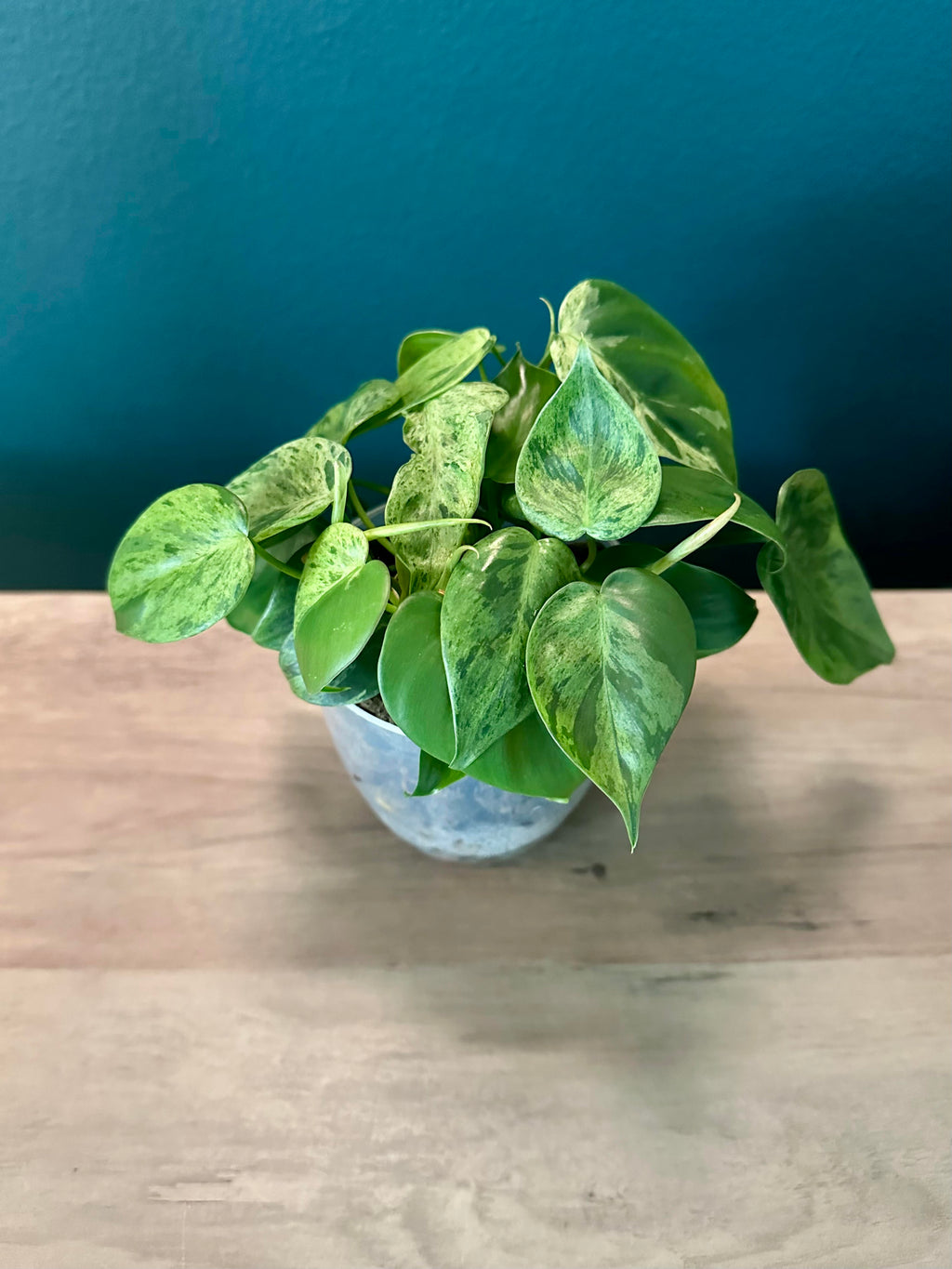 Variegated Plants Bundle
