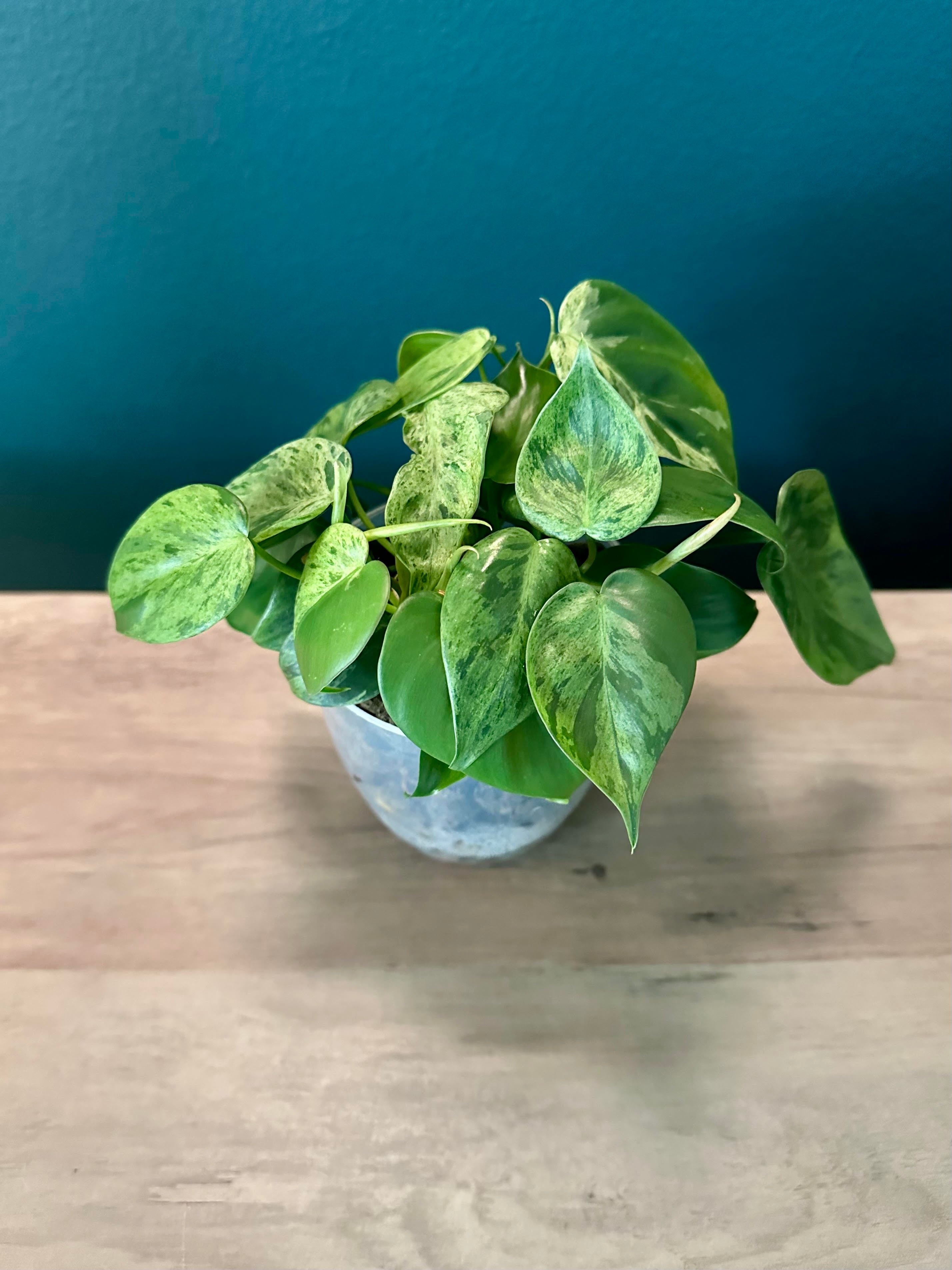 Philodendron Variegated Heartleaf- 3.5" pot