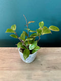 Hoya Sunrise- 3.5" pot