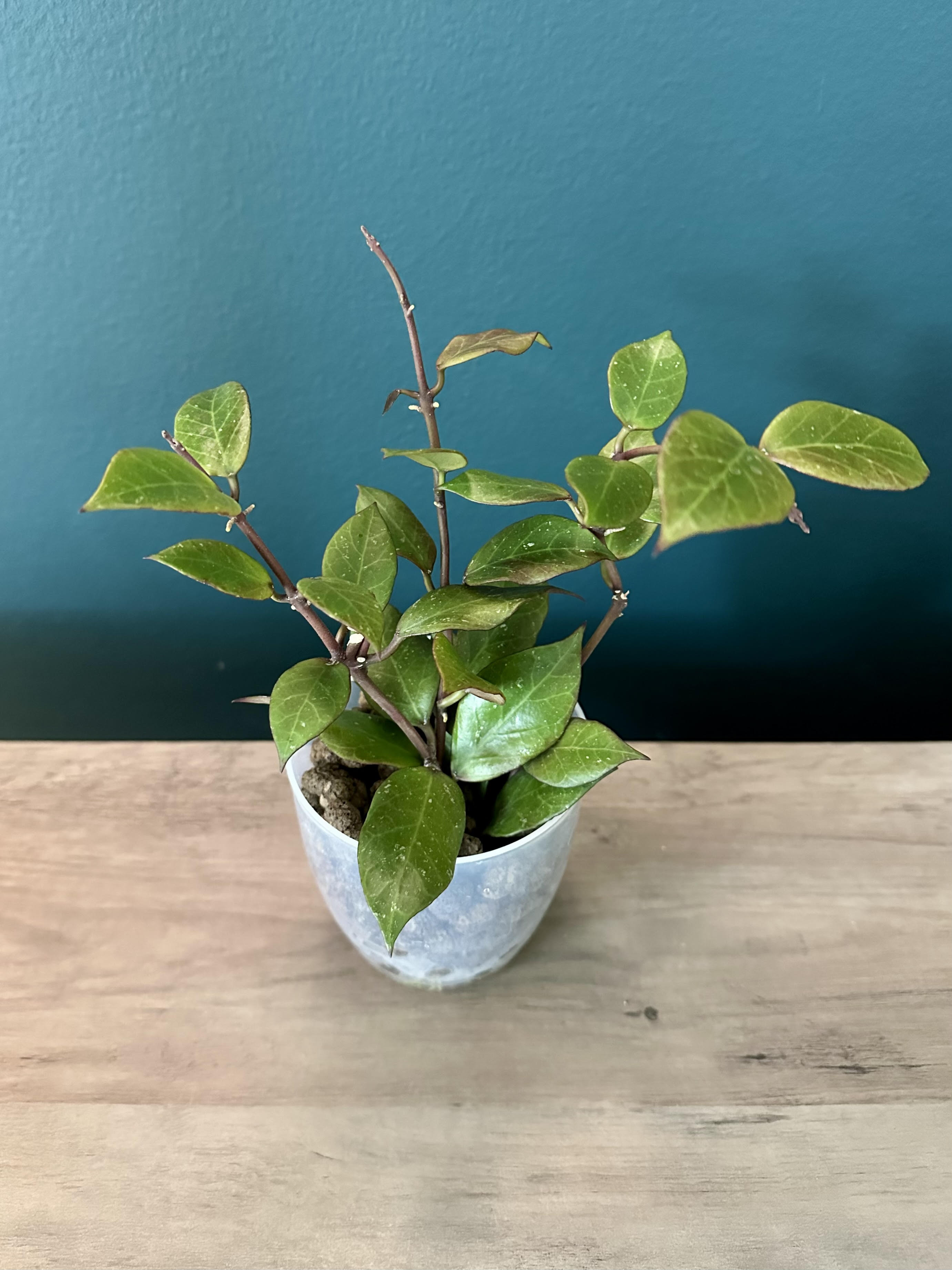 Hoya Sunrise- 3.5" pot