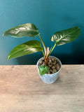 Philodendron Hybrid (Dark Lord x Corsinianum) - 3.5" pot
