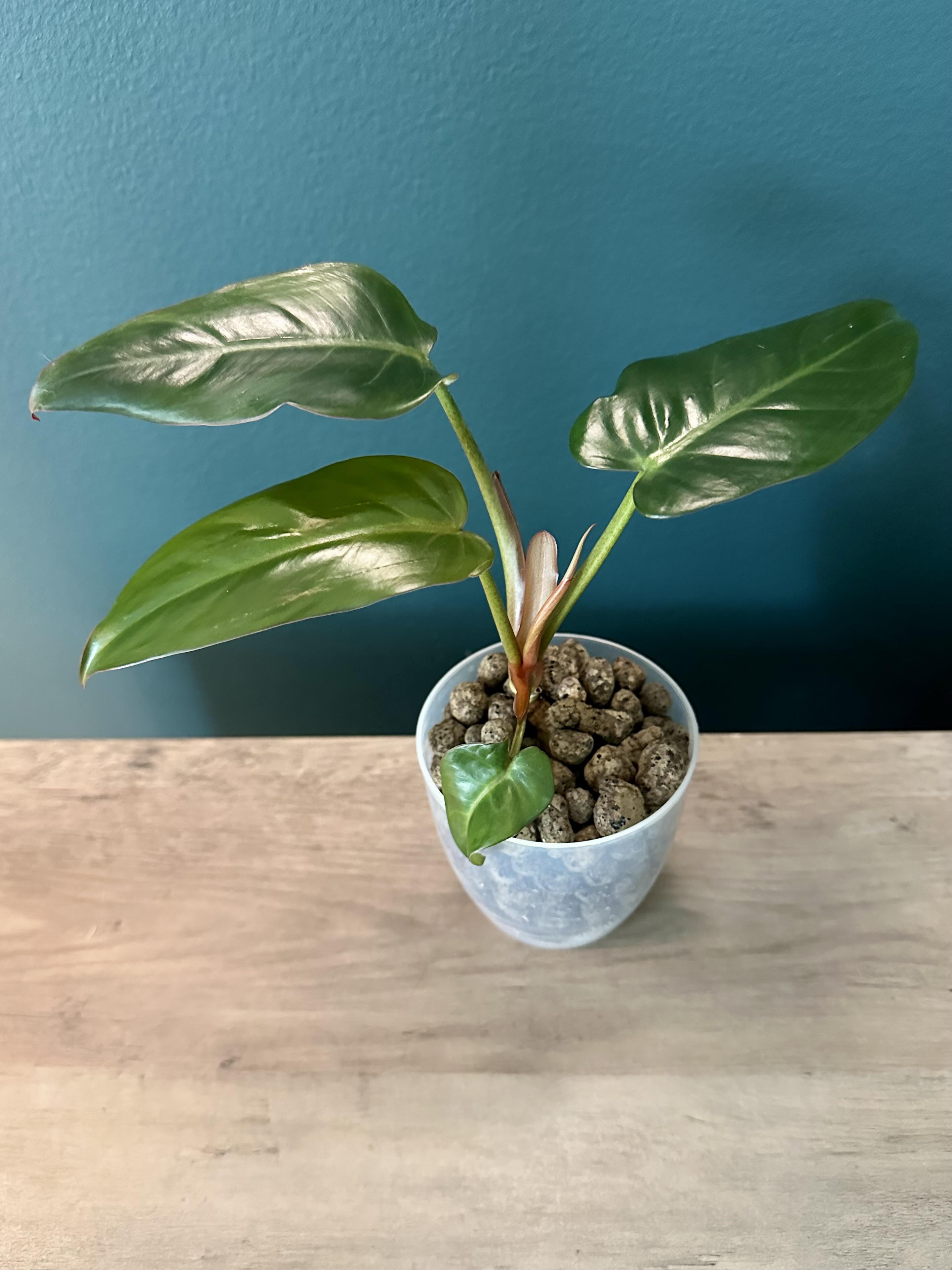 Philodendron Hybrid (Dark Lord x Corsinianum) - 3.5" pot