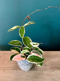 Hoya Carnosa Krimson Queen- 3.5"