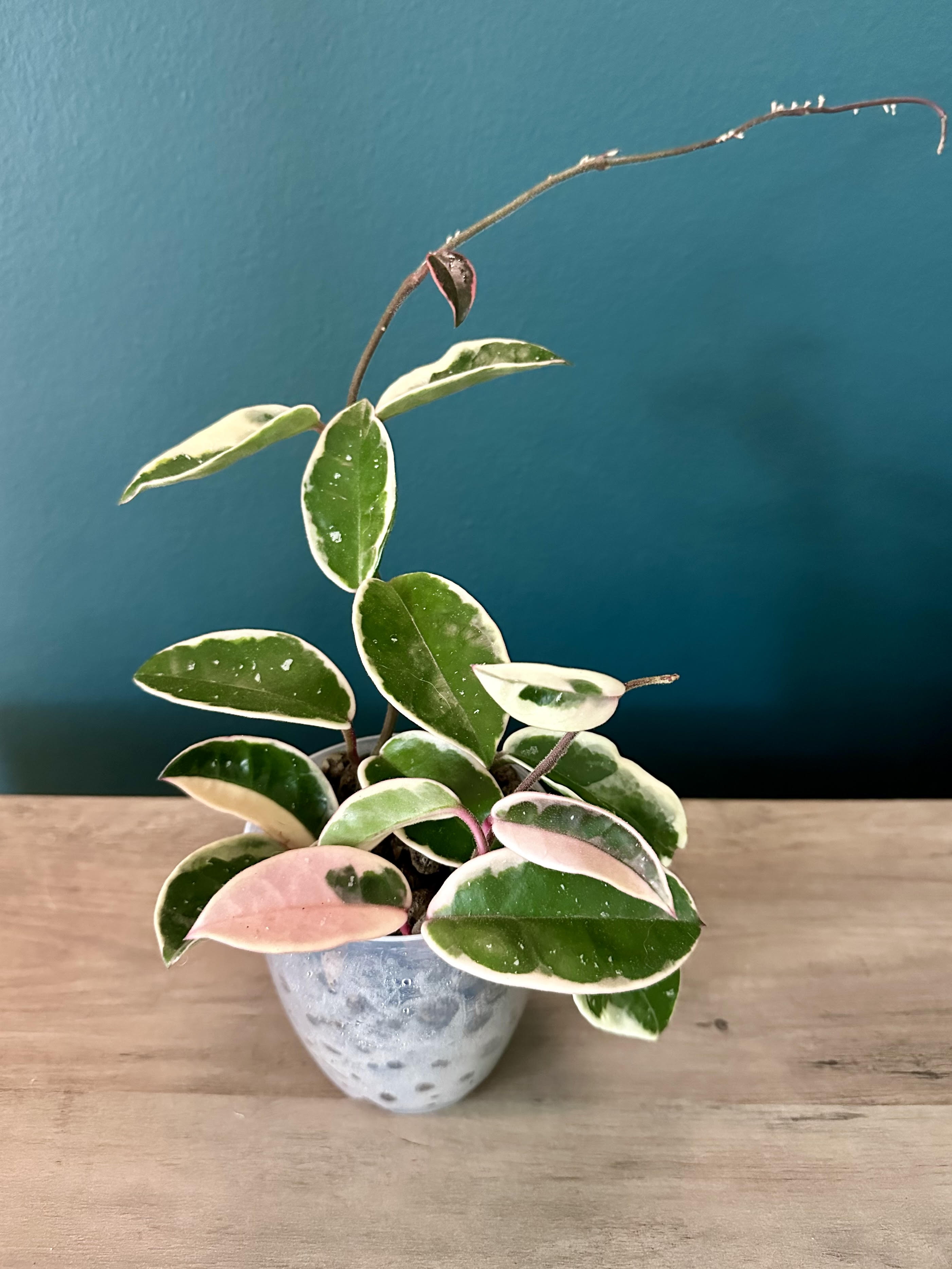 Hoya Carnosa Krimson Queen- 3.5"