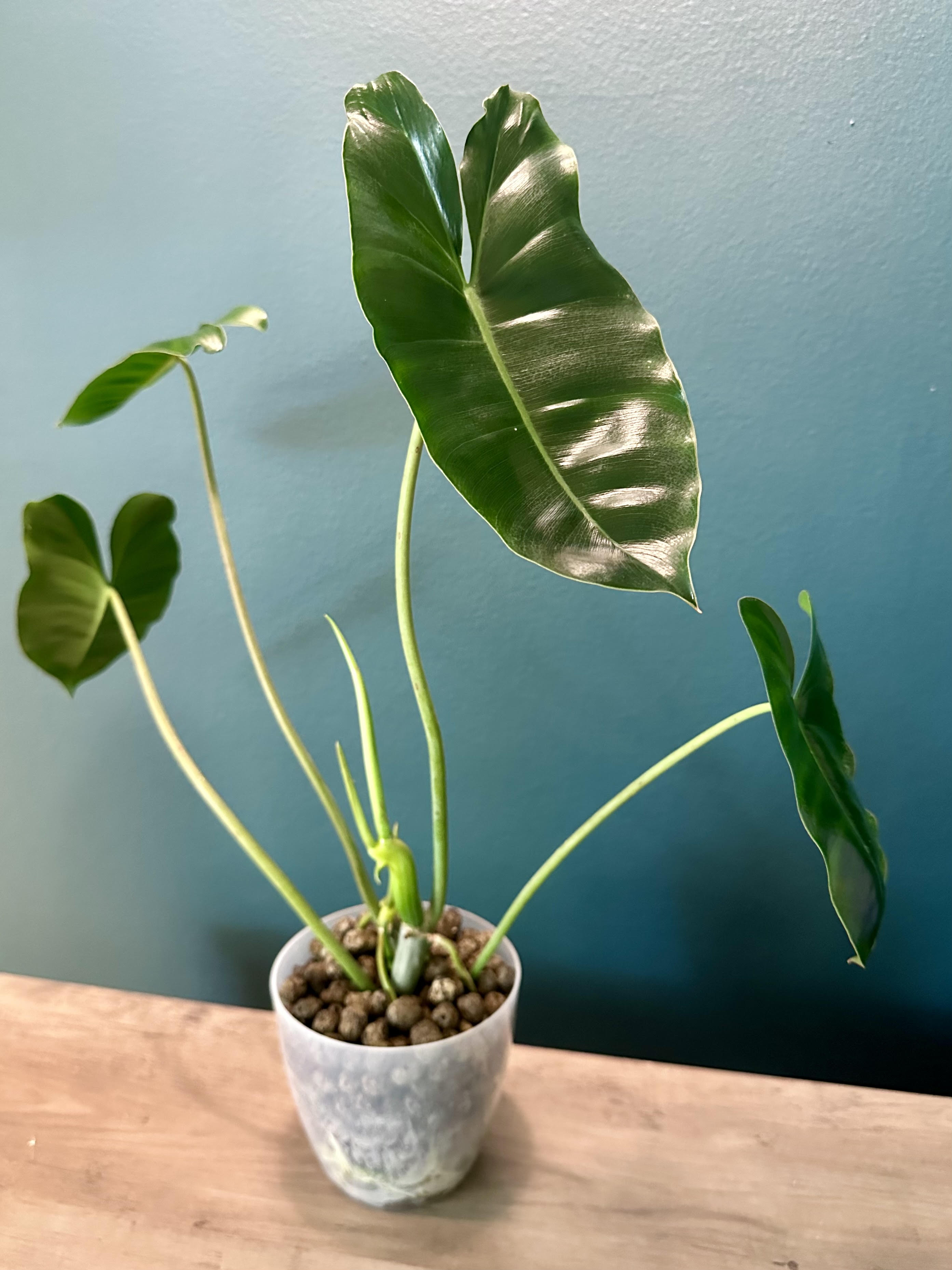Philodendron Burle Marx - 4.4" pot